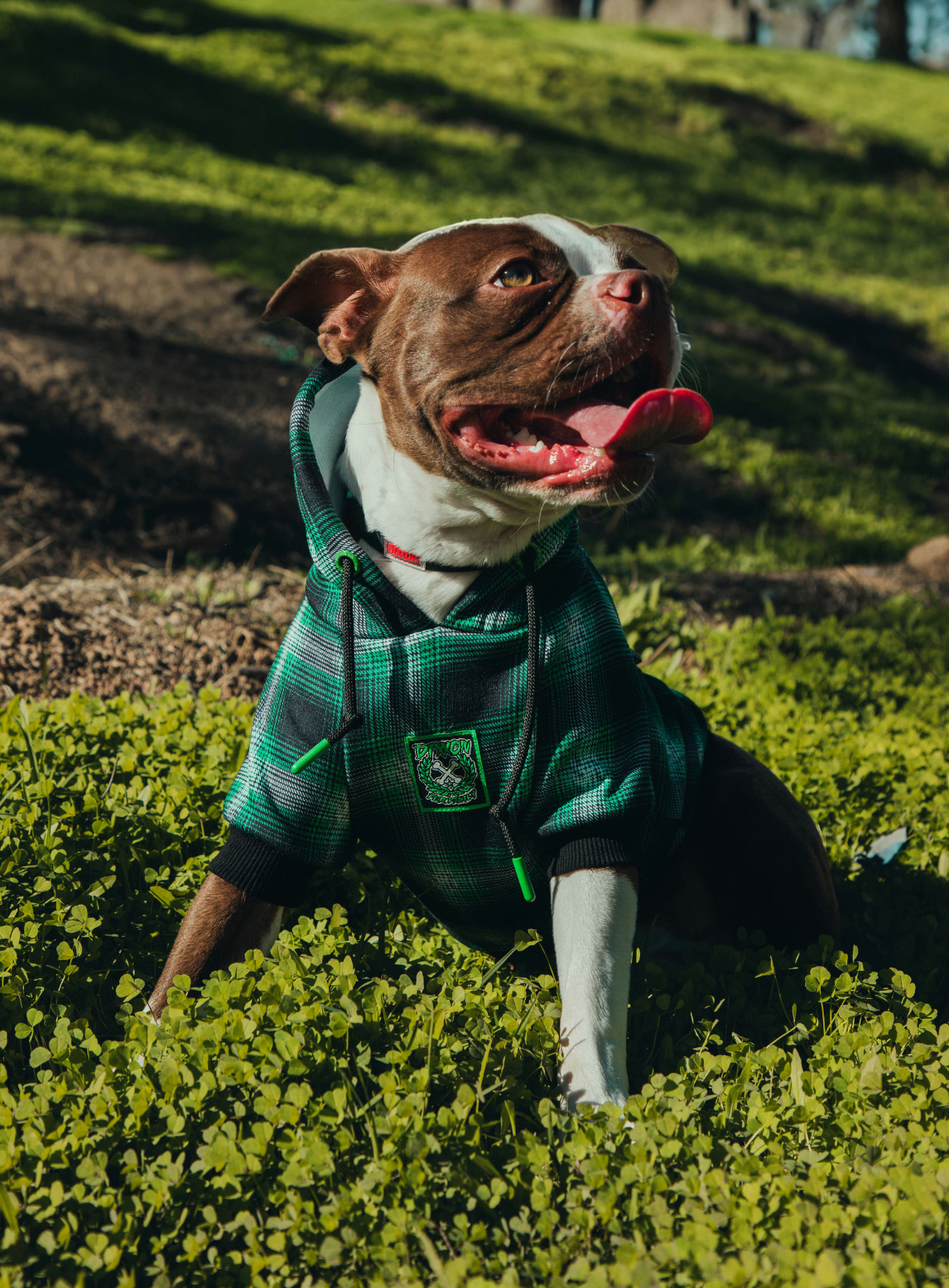 Emerald Isle Dog Hoodie – Dixxon Flannel Australia